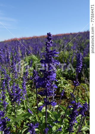 Kanno Farm Blue Salvia 77884471