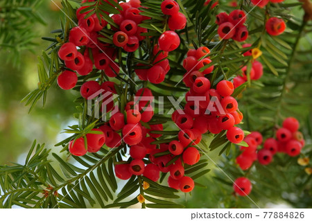 紫杉果實 紫杉果實 77884826