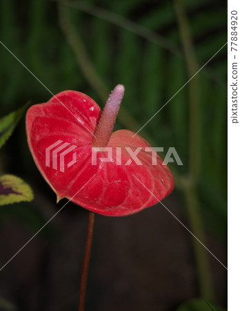 Anthurium Anthurium 77884920