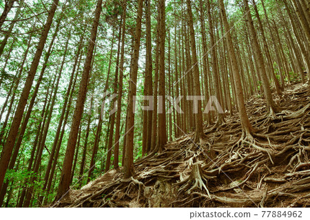 山間林帶,遇險圖片 山間林帶,遇險圖片 77884962