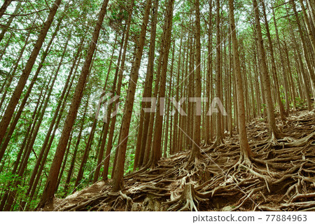 Image of lost mountain road / distress Image of lost mountain road / distress 77884963