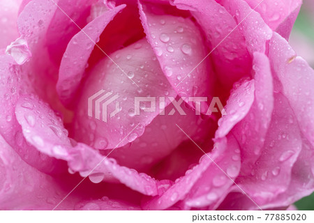 雨中濕的粉紅玫瑰 雨中濕的粉紅玫瑰 77885020