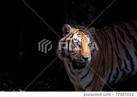 Amur Tora Amur Tora 77885022