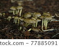 自然生長的蘑菇（自然拍攝） 77885091