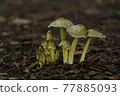 自然生長的蘑菇（自然拍攝） 77885093