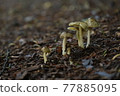 自然生長的蘑菇（自然拍攝） 77885095