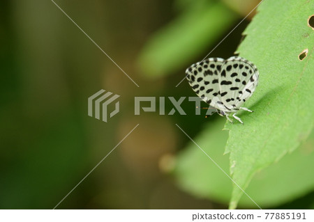 Goose Shimizu 77885191