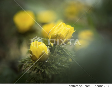 Adonis ramosa的黃色世界[花/植物] 77885287