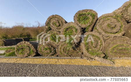 Change of cover, rolls of grass on the grass near the golf course, in the summer at sunset. Change of cover, rolls of grass on the grass near the golf course, in the summer at sunset. 77885663