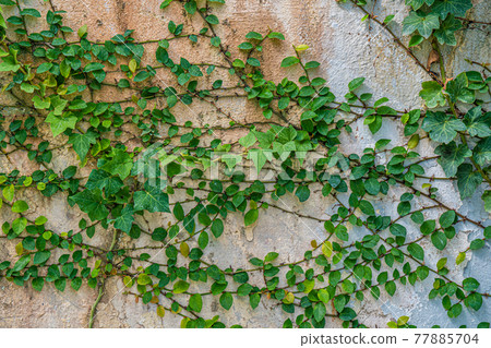 Green ivy creeper plant on white wall nature background. Green ivy creeper plant on white wall nature background. 77885704