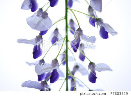 Wisteria flowers wet in the rain 08 77885829
