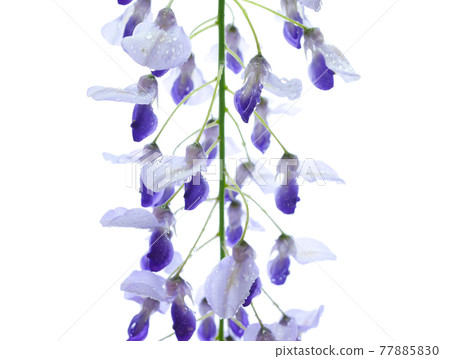 Wisteria flowers wet in the rain 09 77885830