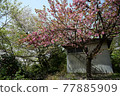 山形縣村山市北山櫻花公園附近的小屋和櫻花樹 77885909