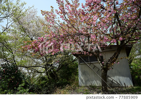山形縣村山市北山櫻花公園附近的小屋和櫻花樹 77885909
