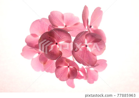 由於透射光而開花 77885963