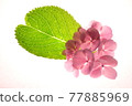 由於透射光而開花 77885969