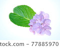 由於透射光而開花 77885970