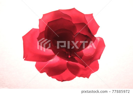 由於透射光而開花 77885972