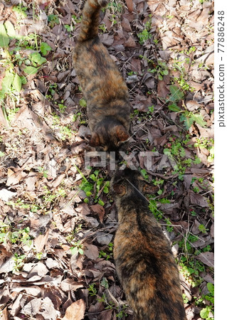 Enjoy the warm spring in the plum garden where the white cats who are good friends with the stray cat brothers are cared for 77886248