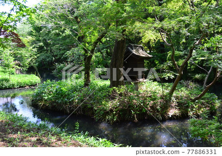 Apotropaic magic, Jindaiji Monzen-cho Spring Benten Pond where fresh green sways in the wind and is reflected on the surface of the water 77886331