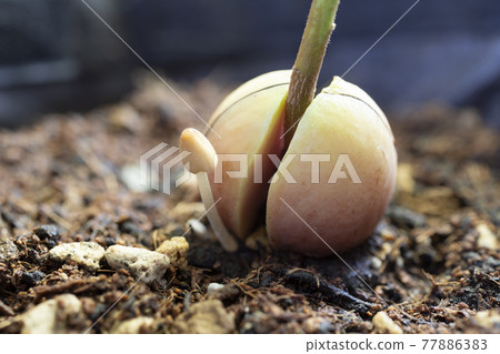 Kikokasadake that appeared in the planter Kikokasadake that appeared in the planter 77886383