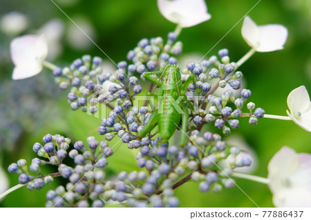 A grasshopper bathing in the sun on a hydrangea flower A grasshopper bathing in the sun on a hydrangea flower 77886437