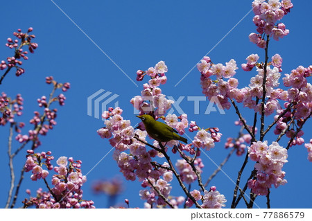 White-eyes and bulbuls gather in search of the nectar of Kawazu cherry blossoms in full bloom in the blue sky background 77886579
