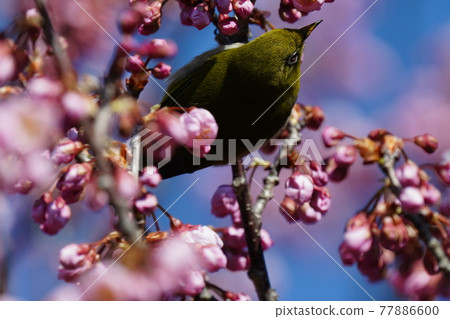 白眼鵯聚集在藍天背景中尋找盛開的河津櫻花花蜜 白眼鵯聚集在藍天背景中尋找盛開的河津櫻花花蜜 77886600