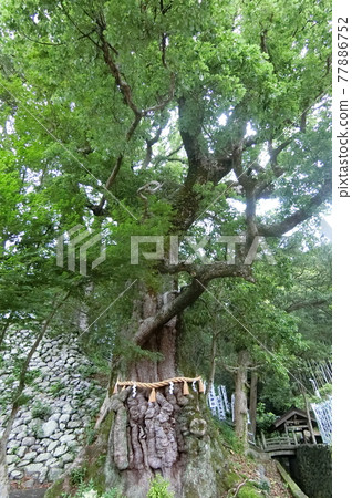 三重縣紀北町長島神社的奧須形狀奇特 77886752