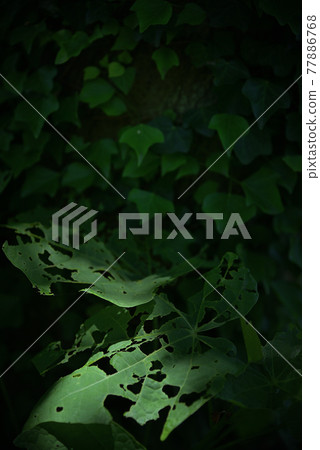 光線照進被蟲蛀的葉子 77886768