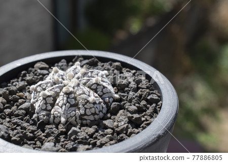 Astrophytum v type, a foliage plant to enjoy at home Astrophytum v type, a foliage plant to enjoy at home 77886805