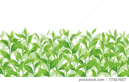 Illustration of tea plantation / watercolor style 77887687