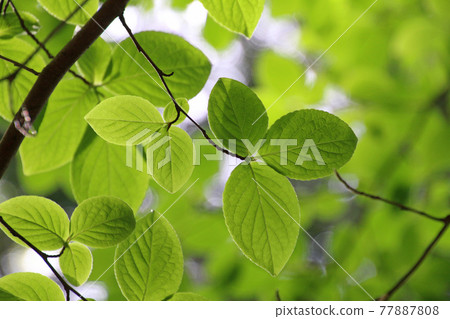 Stewartia leaf (Theaceae) Stewartia leaf (Theaceae) 77887808