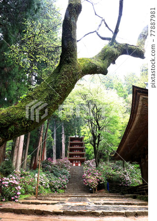 穆羅寺 77887981