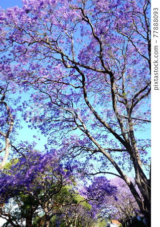 藍花楹又稱亞熱帶櫻花，是一種預示著澳大利亞春天到來的花朵。 77888093