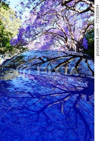 藍花楹又稱亞熱帶櫻花,是一種預示著澳大利亞春天到來的花朵。 藍花楹又稱亞熱帶櫻花,是一種預示著澳大利亞春天到來的花朵。 77888094