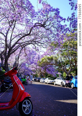 藍花楹又稱亞熱帶櫻花，是一種預示著澳大利亞春天到來的花朵。 77888095