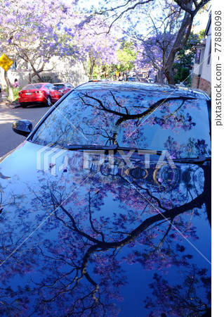 Jacaranda, also known as the subtropical cherry blossoms, is a flower that heralds the arrival of spring in Australia. 77888098