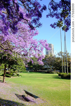 Jacaranda, also known as the subtropical cherry blossoms, is a flower that heralds the arrival of spring in Australia. 77888099