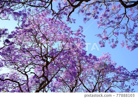 Jacaranda, also known as the subtropical cherry blossoms, is a flower that heralds the arrival of spring in Australia. 77888103
