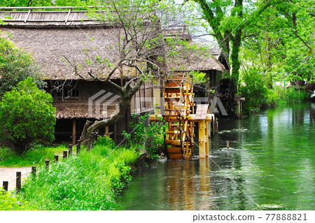 新鮮的綠色安曇野 | 大王芥末農場水車 新鮮的綠色安曇野 | 大王芥末農場水車 77888821