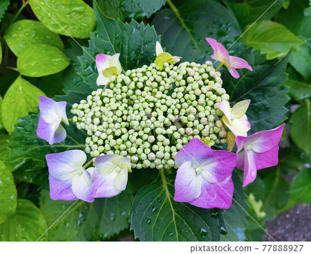 Gaku繡球花 Gaku繡球花 77888927
