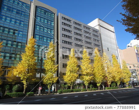 秋葉原一排銀杏樹 秋葉原一排銀杏樹 77888991