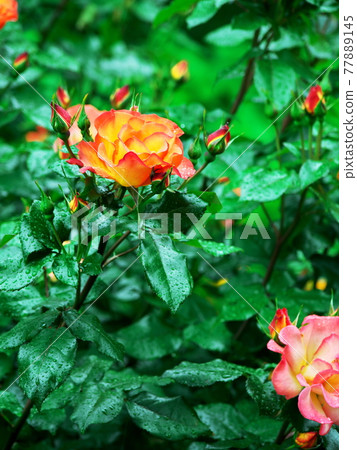 Rose flowers that shine in the green 77889145