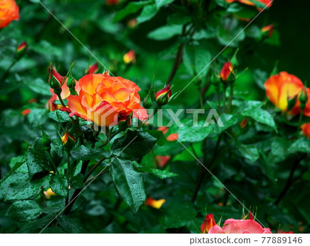 Rose flowers that shine in the green Rose flowers that shine in the green 77889146