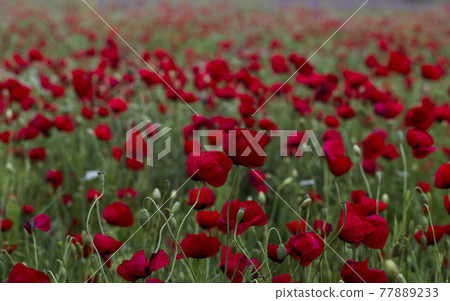 Poppy field. Poppy field. 77889233