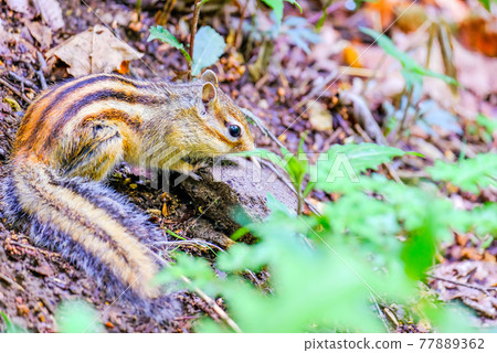 Food hunting squirrel Food hunting squirrel 77889362