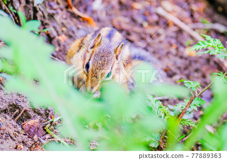 Chipmunk on the front 77889363