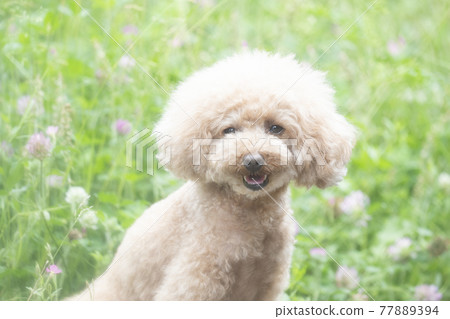 玩具貴賓犬在綠色中微笑 77889394
