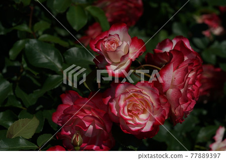 Rose in full bloom Jubilee du Prince de Monaco Rose in full bloom Jubilee du Prince de Monaco 77889397